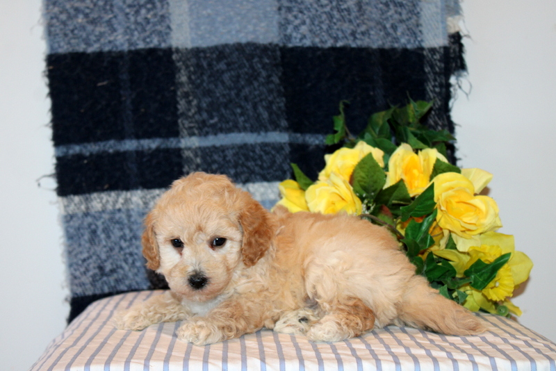 puppy, for, sale, Mini Goldendoodle F1B, Matthew B. Stoltzfus, dog, breeder, Gap, PA, dog-breeder, puppy-for-sale, forsale, nearby, find, puppyfind, locator, puppylocator, aca